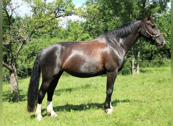 Schweres Warmblut, Stute, 13 Jahre, 158 cm, Schwarzbrauner