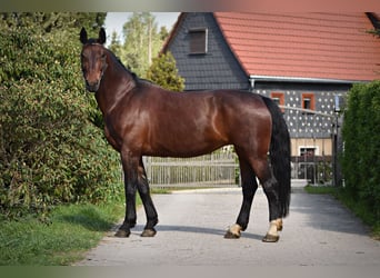 Schweres Warmblut, Stute, 13 Jahre, 165 cm, Brauner
