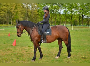 Schweres Warmblut, Stute, 14 Jahre, 159 cm