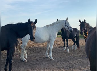 Schweres Warmblut, Stute, 14 Jahre, 170 cm, Apfelschimmel