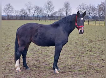 Schweres Warmblut, Stute, 15 Jahre, 174 cm, Schwarzbrauner