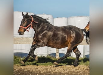 Schweres Warmblut, Stute, 16 Jahre, 162 cm, Dunkelbrauner