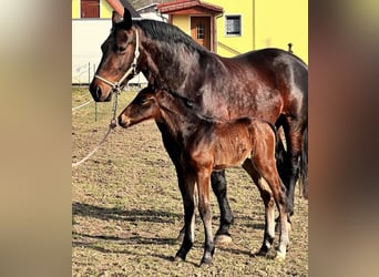 Schweres Warmblut, Stute, 16 Jahre, 163 cm, Brauner