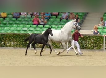 Schweres Warmblut, Stute, 16 Jahre, 168 cm, Schimmel