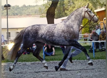 Schweres Warmblut, Stute, 16 Jahre, 168 cm, Schimmel