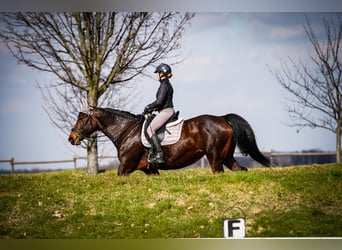 Schweres Warmblut, Stute, 17 Jahre, 160 cm, Brauner