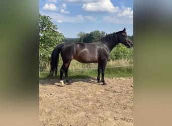 Schweres Warmblut, Stute, 17 Jahre, 172 cm, Schwarzbrauner