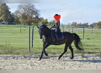 Schweres Warmblut, Stute, 18 Jahre, 160 cm, Dunkelbrauner