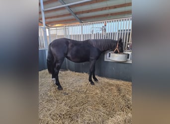 Schweres Warmblut, Stute, 1 Jahr, 164 cm, Rappe