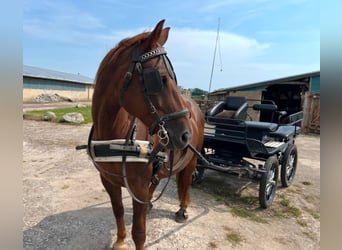 Schweres Warmblut, Stute, 1 Jahr, 168 cm, Dunkelbrauner