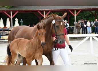 Schweres Warmblut, Stute, 1 Jahr, 168 cm, Dunkelbrauner