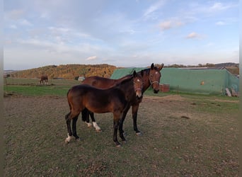 Schweres Warmblut, Stute, 1 Jahr, Dunkelbrauner