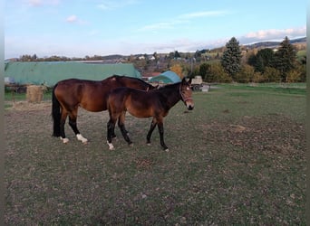 Schweres Warmblut, Stute, 1 Jahr, Dunkelbrauner