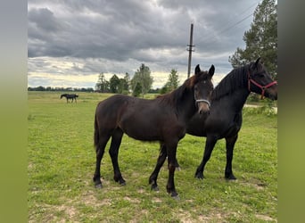 Schweres Warmblut, Stute, 1 Jahr, Rappe