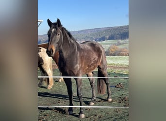 Schweres Warmblut, Stute, 2 Jahre, 165 cm, Brauner