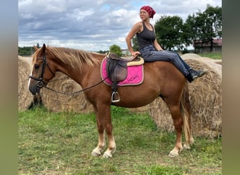 Schweres Warmblut, Stute, 3 Jahre, 158 cm, Fuchs