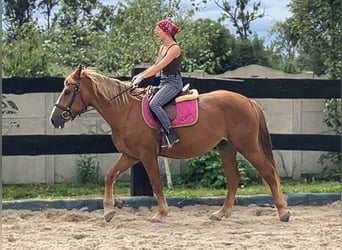 Schweres Warmblut, Stute, 3 Jahre, 158 cm, Fuchs
