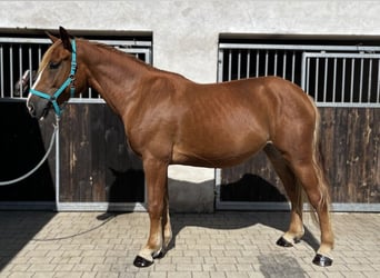 Schweres Warmblut, Stute, 3 Jahre, 158 cm, Fuchs