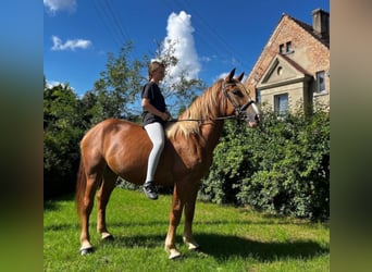 Schweres Warmblut, Stute, 3 Jahre, 158 cm, Fuchs