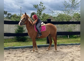 Schweres Warmblut, Stute, 3 Jahre, 158 cm, Fuchs