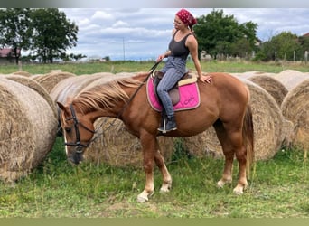 Schweres Warmblut, Stute, 3 Jahre, 158 cm, Fuchs