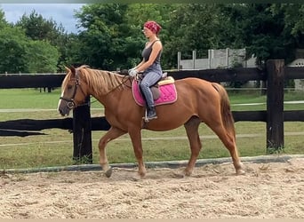 Schweres Warmblut, Stute, 3 Jahre, 158 cm, Fuchs