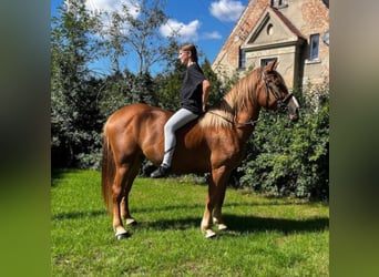 Schweres Warmblut, Stute, 3 Jahre, 158 cm, Fuchs