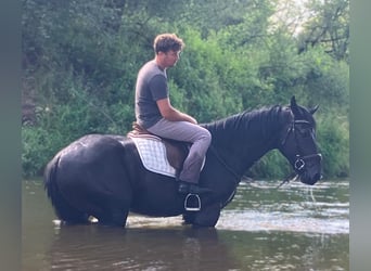 Schweres Warmblut, Stute, 3 Jahre, 160 cm, Rappe