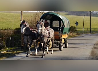 Schweres Warmblut, Stute, 3 Jahre, 162 cm, Schimmel