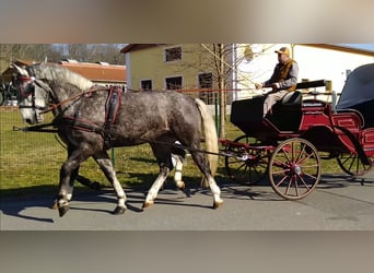 Schweres Warmblut, Stute, 3 Jahre, 162 cm, Schimmel