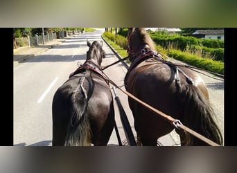 Schweres Warmblut, Stute, 3 Jahre, 163 cm, Rappschimmel