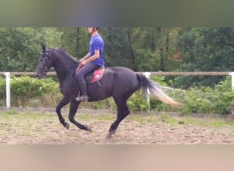 Schweres Warmblut, Stute, 3 Jahre, 163 cm, Rappschimmel