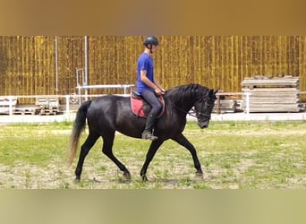 Schweres Warmblut, Stute, 3 Jahre, 163 cm, Rappschimmel