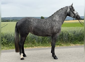 Schweres Warmblut Mix, Stute, 3 Jahre, 164 cm, Apfelschimmel
