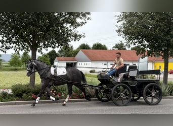 Schweres Warmblut Mix, Stute, 3 Jahre, 164 cm, Apfelschimmel