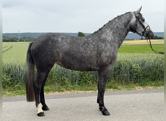 Schweres Warmblut Mix, Stute, 3 Jahre, 164 cm, Apfelschimmel