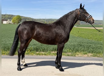 Schweres Warmblut, Stute, 3 Jahre, 164 cm, Dunkelbrauner