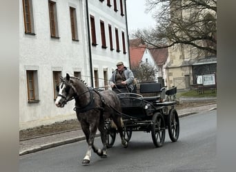 Schweres Warmblut Mix, Stute, 3 Jahre, 165 cm, Apfelschimmel