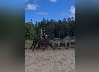 Schweres Warmblut, Stute, 3 Jahre, 165 cm, Dunkelbrauner