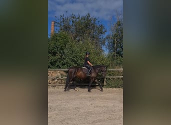 Schweres Warmblut, Stute, 3 Jahre, 165 cm, Dunkelbrauner