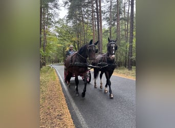 Schweres Warmblut, Stute, 3 Jahre, 168 cm, Brauner