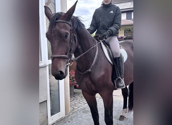 Schweres Warmblut, Stute, 3 Jahre, 168 cm, Brauner