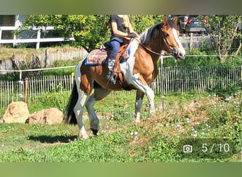Schweres Warmblut, Stute, 4 Jahre, 147 cm, Schecke
