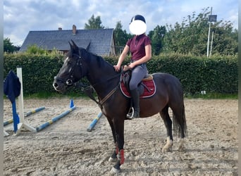 Schweres Warmblut, Stute, 4 Jahre, 154 cm, Schwarzbrauner