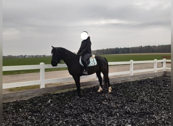 Schweres Warmblut, Stute, 4 Jahre, 154 cm, Schwarzbrauner