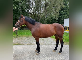 Schweres Warmblut Mix, Stute, 4 Jahre, 157 cm, Brauner