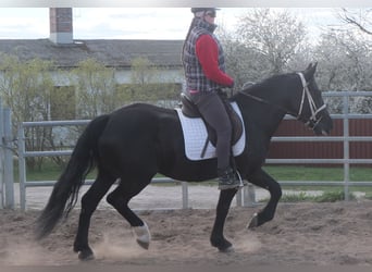 Schweres Warmblut Mix, Stute, 4 Jahre, 157 cm, Rappe
