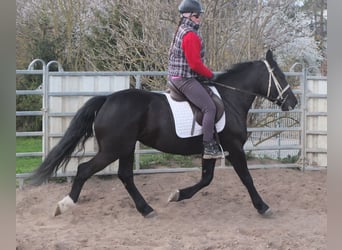 Schweres Warmblut Mix, Stute, 4 Jahre, 157 cm, Rappe