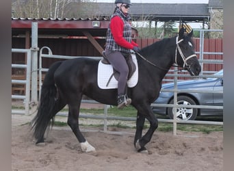 Schweres Warmblut Mix, Stute, 4 Jahre, 157 cm, Rappe