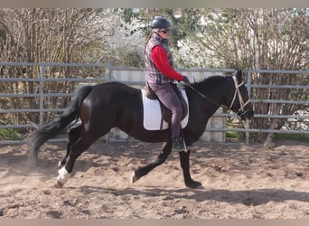 Schweres Warmblut Mix, Stute, 4 Jahre, 157 cm, Rappe